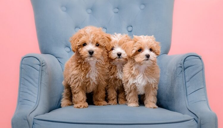 Maltipoo