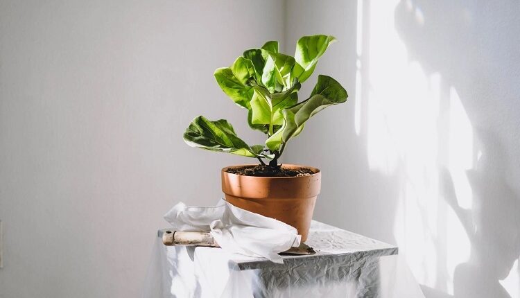 Indoor Plants